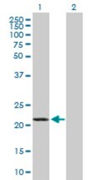 Anti-GCET2 antibody produced in mouse purified immunoglobulin, buffered aqueous solution