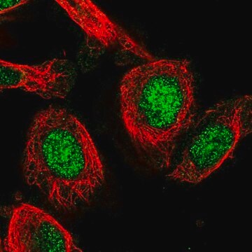 Anti-C19orf53 antibody produced in rabbit Prestige Antibodies&#174; Powered by Atlas Antibodies, affinity isolated antibody