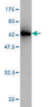 Monoclonal Anti-EMILIN1 antibody produced in mouse clone 4A3, purified immunoglobulin, buffered aqueous solution