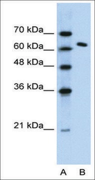 Anti-SUPT16H antibody produced in rabbit IgG fraction of antiserum