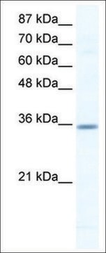 Anti-CCNG2 antibody produced in rabbit IgG fraction of antiserum