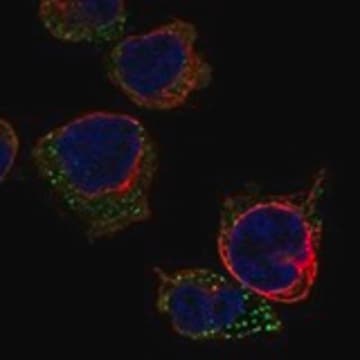 Anti-RSPO1 antibody produced in rabbit Prestige Antibodies&#174; Powered by Atlas Antibodies, affinity isolated antibody, buffered aqueous glycerol solution