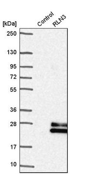 Anti-RLN3 antibody produced in rabbit Prestige Antibodies&#174; Powered by Atlas Antibodies, affinity isolated antibody, buffered aqueous glycerol solution