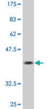 Monoclonal Anti-SULT4A1, (N-terminal) antibody produced in mouse clone 3C1, purified immunoglobulin, buffered aqueous solution