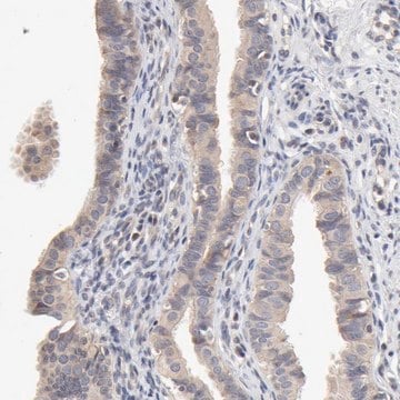 Anti-ZNF157 antibody produced in rabbit Prestige Antibodies&#174; Powered by Atlas Antibodies, affinity isolated antibody, buffered aqueous glycerol solution