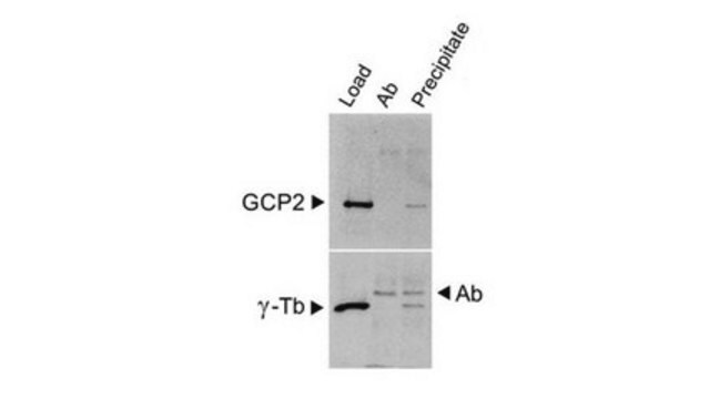 Anti-GCP2 Antibody, clone GCP2-02 clone GCP2-02, from mouse