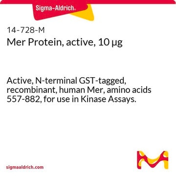 Mer Protein, active, 10 &#181;g Active, N-terminal GST-tagged, recombinant, human Mer, amino acids 557-882, for use in Kinase Assays.