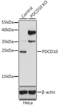 Anti-PDCD10 antibody produced in rabbit