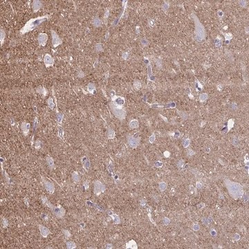 Anti-NTN1 antibody produced in rabbit Prestige Antibodies&#174; Powered by Atlas Antibodies, affinity isolated antibody, buffered aqueous glycerol solution