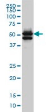 Monoclonal Anti-GATA2 antibody produced in mouse clone 2F12, ascites fluid, solution