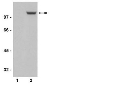 Anticorps anti-phospho-GluR1 (Ser831), clone&nbsp;N453, monoclonal de lapin culture supernatant, clone N453, Upstate&#174;