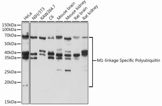 Anti-M1-linkage Specific Polyubiquitin antibody produced in rabbit