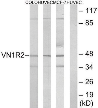 Anti-VN1R2 antibody produced in rabbit affinity isolated antibody