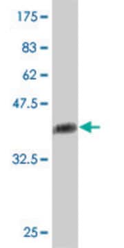 Monoclonal Anti-ITGAE antibody produced in mouse clone 6B8, purified immunoglobulin, buffered aqueous solution