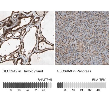 Anti-SLC39A9 antibody produced in rabbit Prestige Antibodies&#174; Powered by Atlas Antibodies, affinity isolated antibody, buffered aqueous glycerol solution