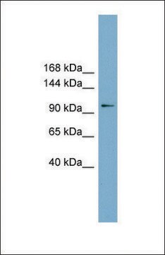 Anti-FTSJD1 antibody produced in rabbit affinity isolated antibody