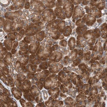 Anti-AUP1 antibody produced in rabbit Prestige Antibodies&#174; Powered by Atlas Antibodies, affinity isolated antibody, buffered aqueous glycerol solution