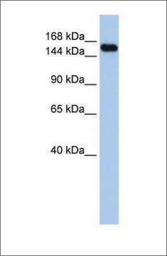 Anti-UBE3A (ab1) antibody produced in rabbit affinity isolated antibody