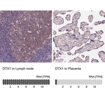 Anti-DTX1 antibody produced in rabbit Prestige Antibodies&#174; Powered by Atlas Antibodies, affinity isolated antibody