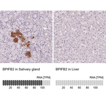 Anti-BPIFB2 antibody produced in rabbit Prestige Antibodies&#174; Powered by Atlas Antibodies, affinity isolated antibody, buffered aqueous glycerol solution