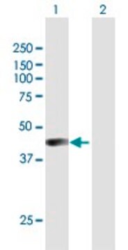 Anti-AIM2 antibody produced in mouse purified immunoglobulin, buffered aqueous solution