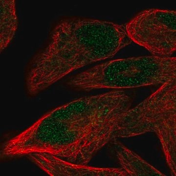 Anti-PRDM12 antibody produced in rabbit Prestige Antibodies&#174; Powered by Atlas Antibodies, affinity isolated antibody, buffered aqueous glycerol solution