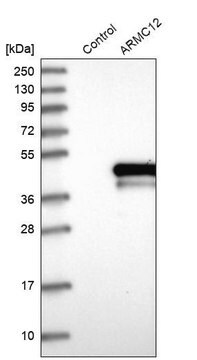 Anti-ARMC12 antibody produced in rabbit Prestige Antibodies&#174; Powered by Atlas Antibodies, affinity isolated antibody, buffered aqueous glycerol solution