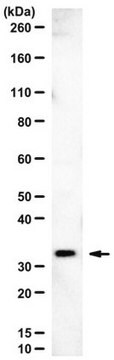 Anti-PCTP Antibody serum, from rabbit