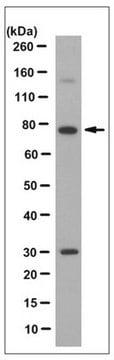 Anti-Ezrin Antibody, clone 4A5, Ascites Free clone 4A5, from mouse