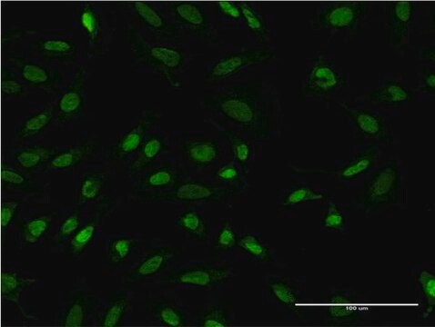 Monoclonal Anti-TBL1XR1 antibody produced in mouse clone 4E2, purified immunoglobulin, buffered aqueous solution