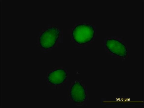 Anti-HUS1 antibody produced in mouse purified immunoglobulin, buffered aqueous solution