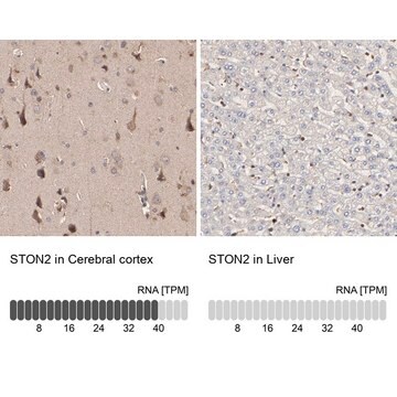 Anti-STON2 antibody produced in rabbit Prestige Antibodies&#174; Powered by Atlas Antibodies, affinity isolated antibody, buffered aqueous glycerol solution