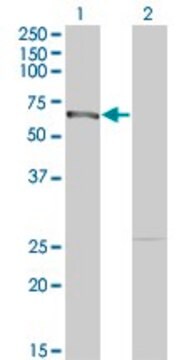 Monoclonal Anti-DMAP1, (N-terminal) antibody produced in mouse clone 5H4, purified immunoglobulin, buffered aqueous solution