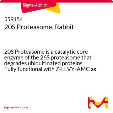 20S Proteasome, Rabbit 20S Proteasome is a catalytic core enzyme of the 26S proteasome that degrades ubiquitinated proteins. Fully functional with Z-LLVY-AMC as the substrate.