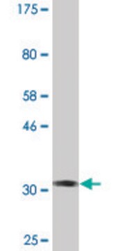 Monoclonal Anti-SKIL antibody produced in mouse clone 1C12, purified immunoglobulin, buffered aqueous solution