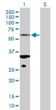 Anti-TUBA1C antibody produced in rabbit purified immunoglobulin, buffered aqueous solution