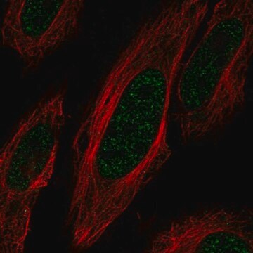 Anti-ZNF621 antibody produced in rabbit Prestige Antibodies&#174; Powered by Atlas Antibodies, affinity isolated antibody