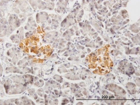 Anti-PTPRN2 antibody produced in mouse purified immunoglobulin, buffered aqueous solution