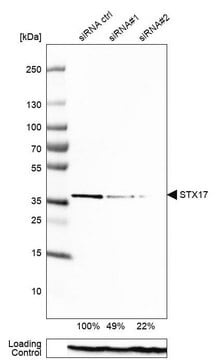 Anti-STX17 antibody produced in rabbit Prestige Antibodies&#174; Powered by Atlas Antibodies, affinity isolated antibody, buffered aqueous glycerol solution