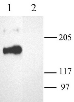 Anti-Calcium Channel Antibody, Voltage Gated &#945; 1A Chemicon&#174;, from rabbit