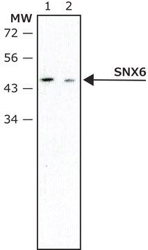 Monoclonal Anti-SNX6 antibody produced in mouse clone SNX6-76, ascites fluid, buffered aqueous solution