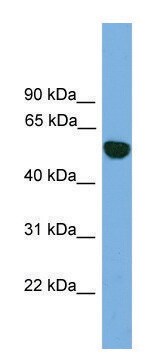 Anti-EPHX1 (N-terminal) antibody produced in rabbit affinity isolated antibody