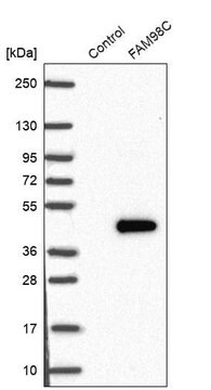 Anti-FAM98C antibody produced in rabbit Prestige Antibodies&#174; Powered by Atlas Antibodies, affinity isolated antibody, buffered aqueous glycerol solution