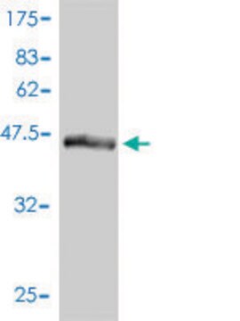 Monoclonal Anti-DC-UbP antibody produced in mouse clone 1B8-1B1, purified immunoglobulin, buffered aqueous solution