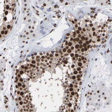 Anti-RBL2 antibody produced in rabbit Prestige Antibodies&#174; Powered by Atlas Antibodies, affinity isolated antibody, buffered aqueous glycerol solution