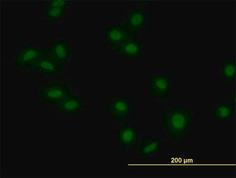 Monoclonal Anti-MKRN2 antibody produced in mouse clone 5F8, purified immunoglobulin, buffered aqueous solution