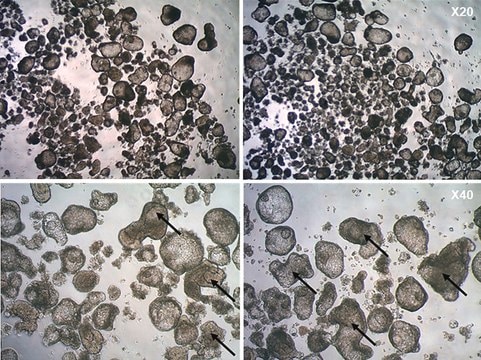 Milieu de ramification des organoïdes pulmonaires 3dGRO&#174; Serum-free ready-to-use media used to differentiate anterior foregut endoderm (AFE) cells into lung bud organoids in suspension cultures.