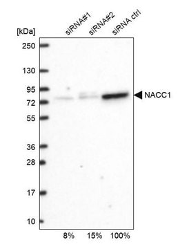 Anti-NACC1 antibody produced in rabbit Prestige Antibodies&#174; Powered by Atlas Antibodies, affinity isolated antibody, buffered aqueous glycerol solution