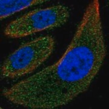 Anti-MYH15 antibody produced in rabbit Prestige Antibodies&#174; Powered by Atlas Antibodies, affinity isolated antibody, buffered aqueous glycerol solution