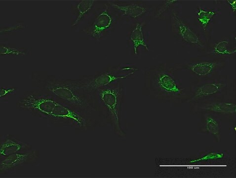 Anti-IMPDH2 antibody produced in rabbit purified immunoglobulin, buffered aqueous solution